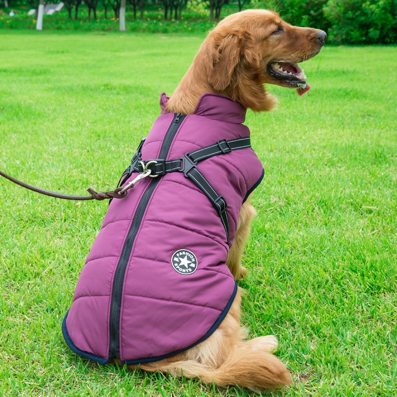 Dog wearing a purple coat sitting on grass