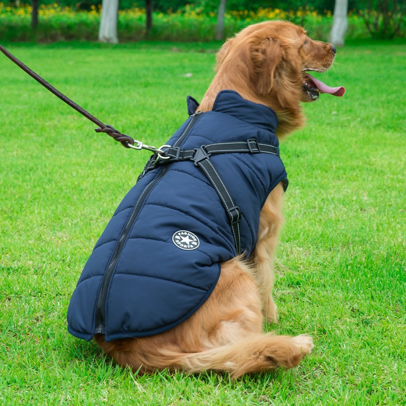 Dog wearing a blue coat sitting on grass