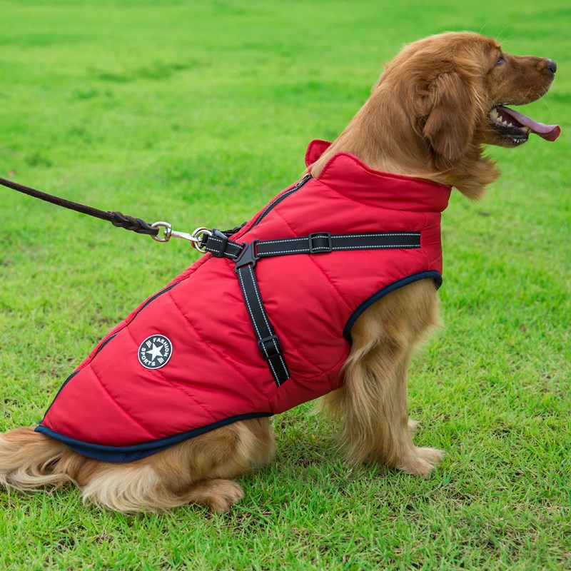 Dog wearing a red puffer vest on a grassy field